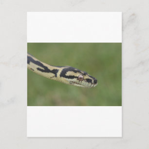 Australian Python Vykort