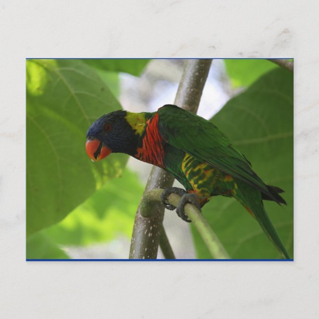 Australian Rainbow Lorikeet Postcard Vykort (Framsida)
