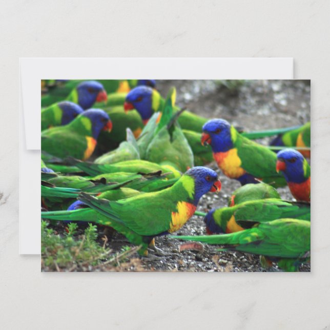 Australian Rainbow Lorikeets (Framsida)