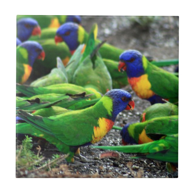 Australian Rainbow Lorikeets Kakelplatta (Framsidan)