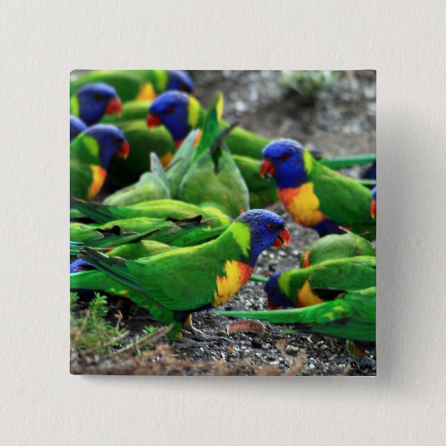 Australian Rainbow Lorikeets Knapp (Framsida)