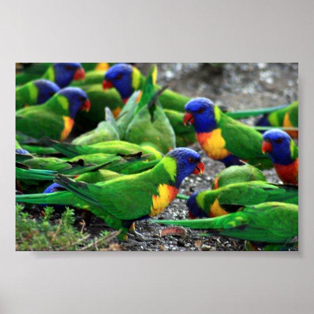 Australian Rainbow Lorikeets Poster (Framsidan)