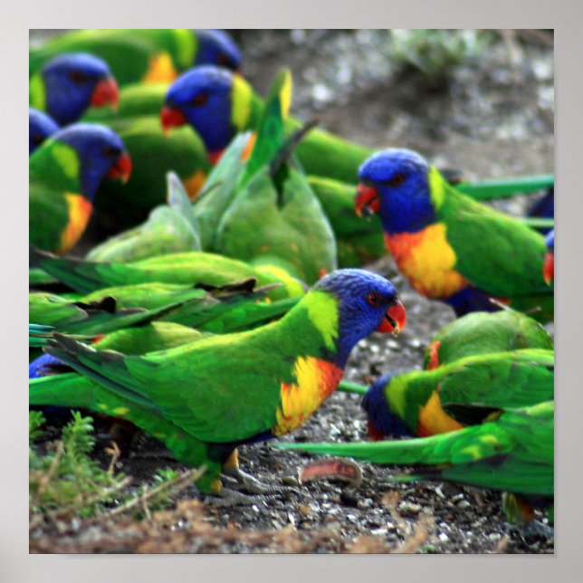 Australian Rainbow Lorikeets Poster (Framsidan)
