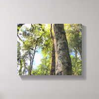 Australian Rainforest Eucalyptus Gum Träd