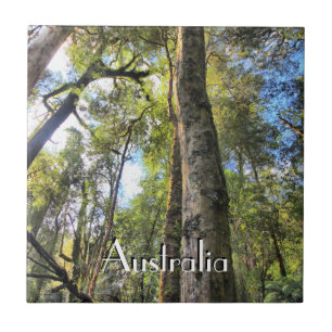 Australian Rainforest Eucalyptus Gum Träd Kakelplatta