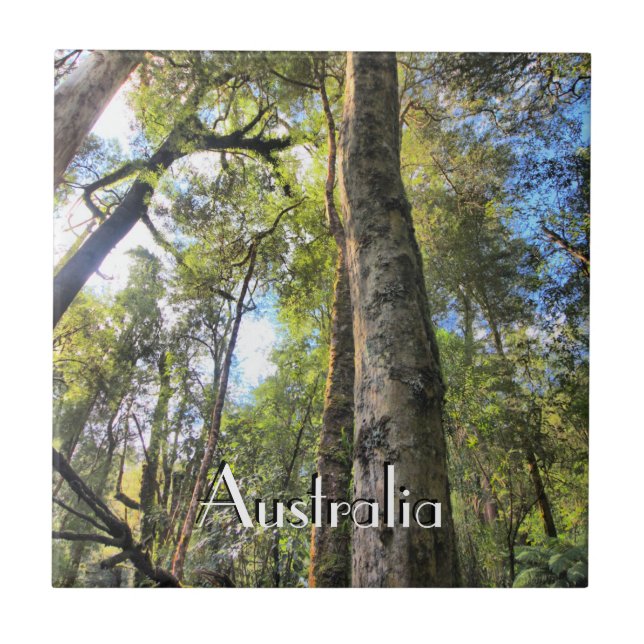 Australian Rainforest Eucalyptus Gum Träd Kakelplatta (Framsidan)