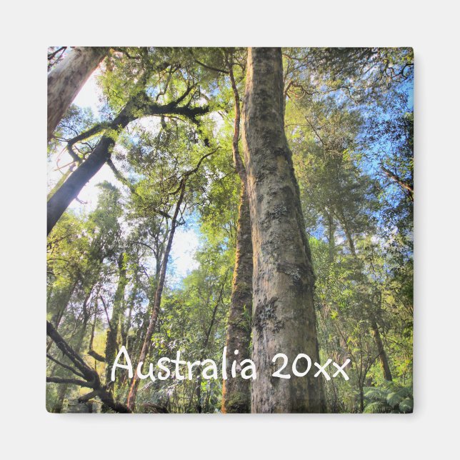 Australian Rainforest Eucalyptus Gum Träd Magnet (Framsidan)