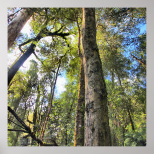 Australian Rainforest Eucalyptus Gum Träd Poster