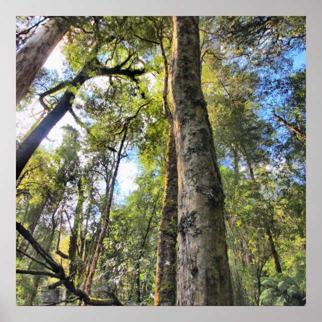 Australian Rainforest Eucalyptus Gum Träd Poster (Framsidan)
