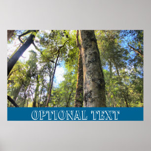Australian Rainforest Eucalyptus Gum Träd Poster