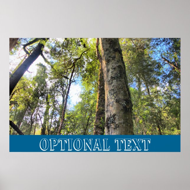 Australian Rainforest Eucalyptus Gum Träd Poster (Framsidan)