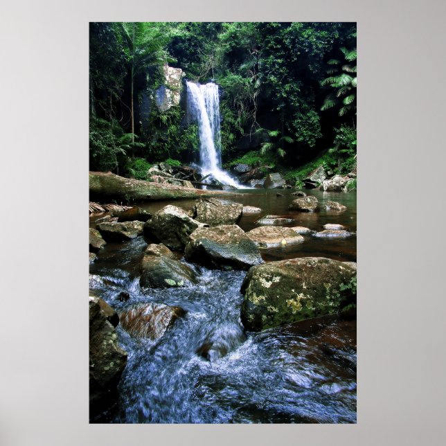 Australian Rainforest Poster (Framsidan)