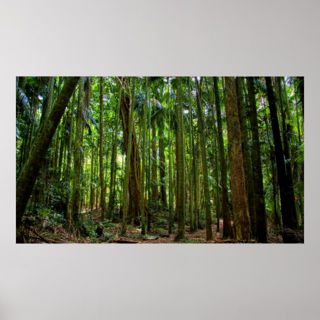 Australian Rainforest Poster (Framsidan)