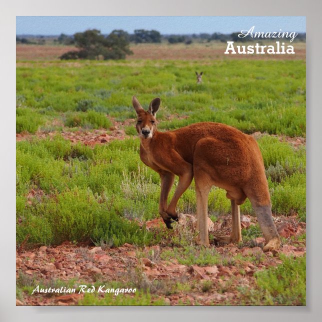 Australian Red Kangaroo poster (Framsidan)