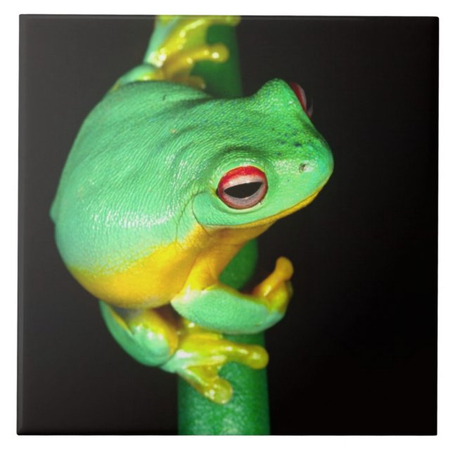 Australian Red Öga Treefrog, Litoria chloris Kakelplatta (Framsidan)
