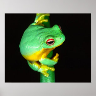 Australian Red Öga Treefrog, Litoria chloris Poster