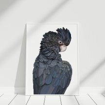 Australian Red-Tails Black Cockatoo Poster
