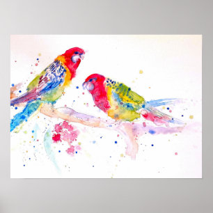 Australian Rosella Parrot Watercolor art Poster