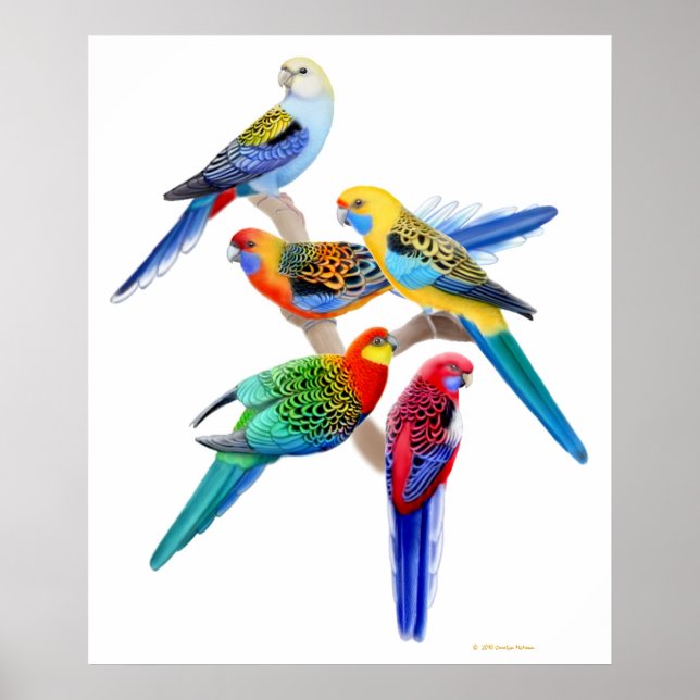 Australian Rosella Parrots Skriv ut Poster (Framsidan)