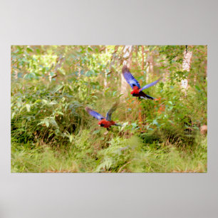 Australian Rosellas Poster