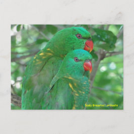 Australian Scaly Brested Lorikeets Vykort