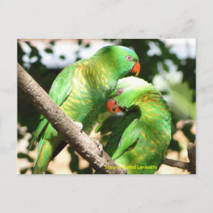 Australian Scaly Brested Lorikeets Vykort