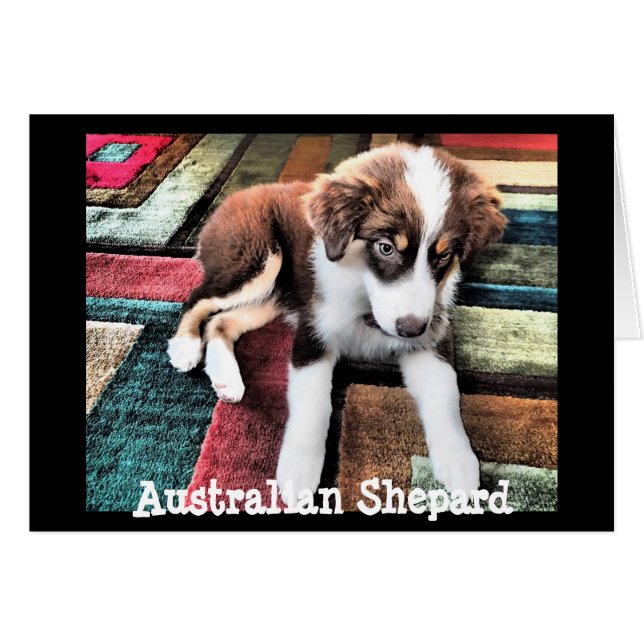 Australian Shepard Puppy gör din egen Anpassningsb Hälsningskort (Framsidan Horizontal)