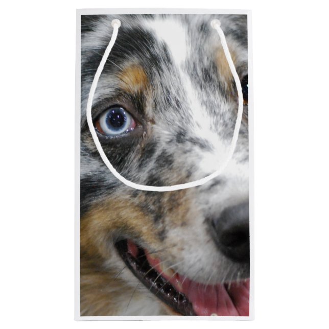 Australian shepherd (Baksidan)