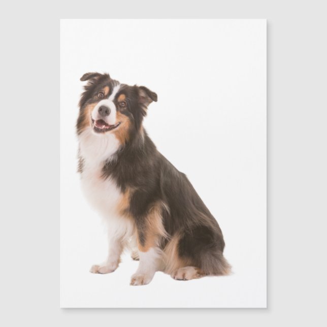 Australian shepherd (Framsida)