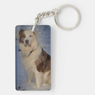 Australian shepherd