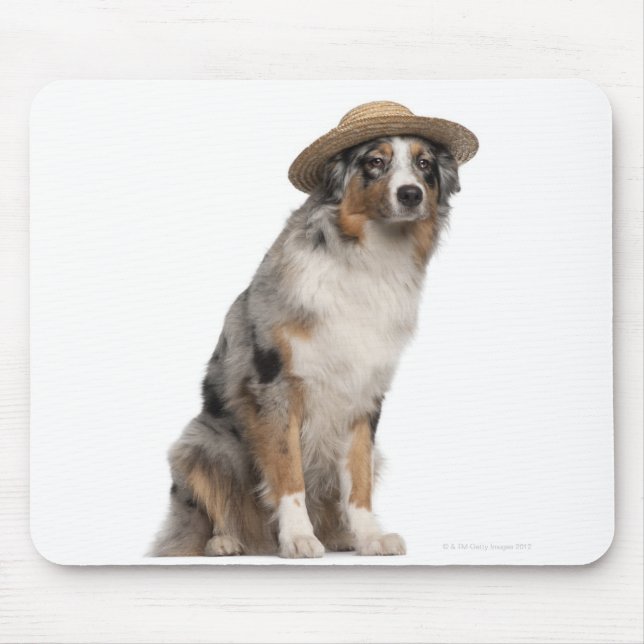 Australian shepherd (10 månader) med en sittande musmatta (Framsidan)