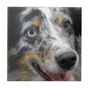 australian-shepherd-32.jpg kakelplatta