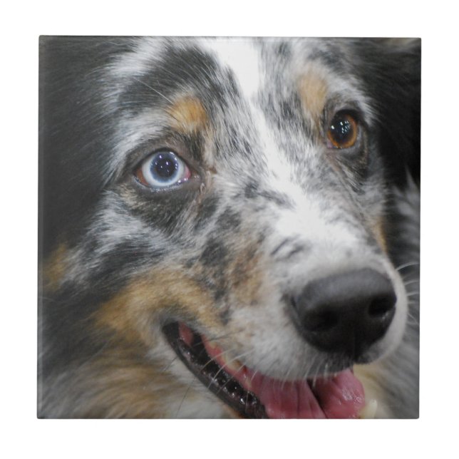 australian-shepherd-32.jpg kakelplatta (Framsidan)