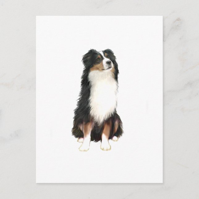 AUSTRALIAN SHEPHERD (A) - Trefärgad Vykort (Framsida)