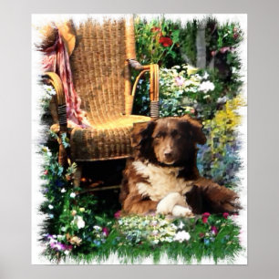 Australian shepherd Art-utskrift Poster