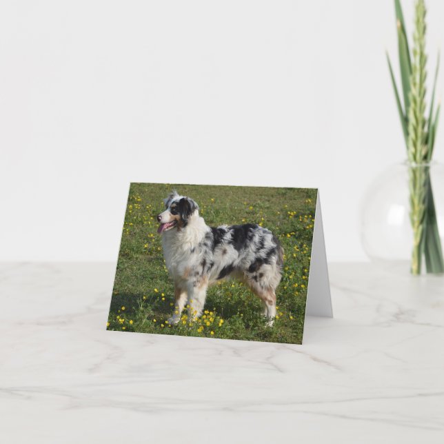Australian shepherd Aussie Hund Hej Kärlek Kort (Framsida)