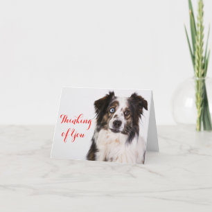 Australian shepherd Aussie Hund tänker på dig Kort
