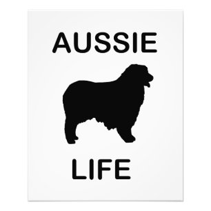 australian shepherd aussie liv fototryck