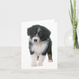 Australian shepherd Aussie Puppy Hund Hej Kärlek Kort