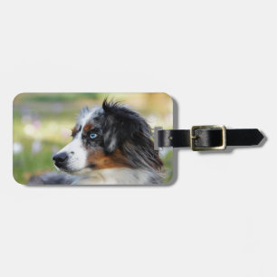 australian shepherd bagagebricka
