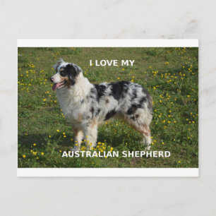 australian shepherd blå marmelad kärlek med pipa vykort