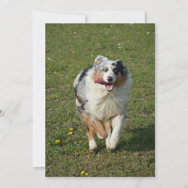 australian shepherd blue merle löper julkort (Framsida)