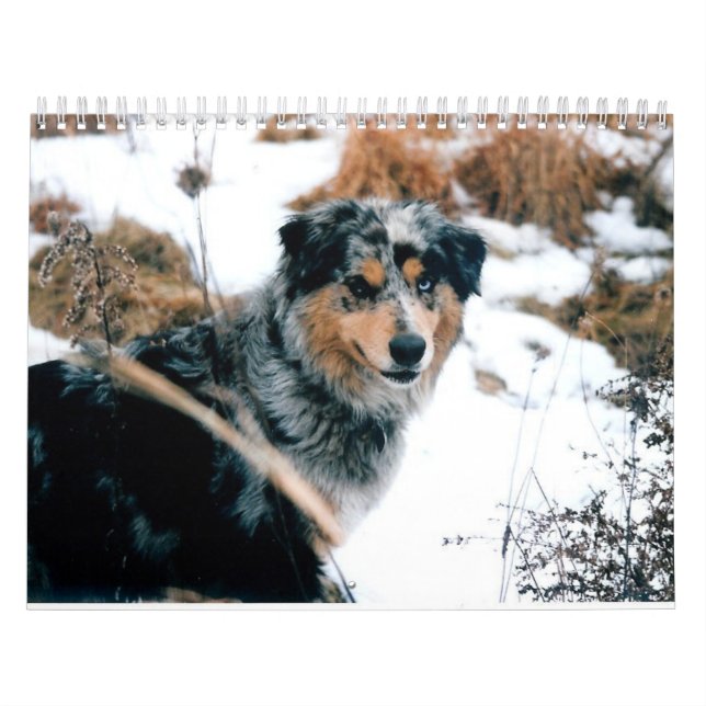 Australian shepherd Calander Kalender (Omslag)