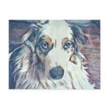 Australian shepherd Digital Art