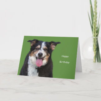 Australian shepherd födelsedag av Focus för en ors Kort