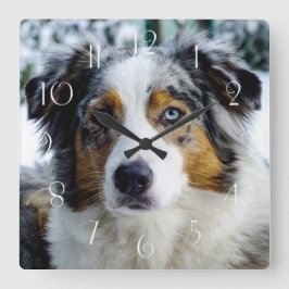 Australian shepherd fyrkantig klocka