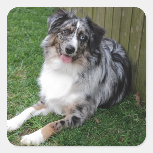 Australian shepherd fyrkantigt klistermärke (Framsida)
