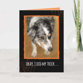 Australian shepherd Halloween Trick och Treat Kort
