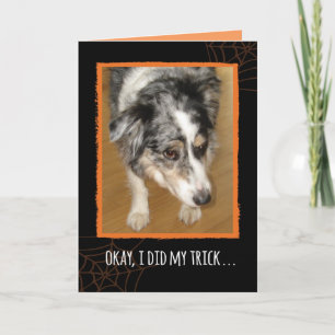 Australian shepherd Halloween Trick och Treat Kort