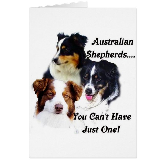 Australian shepherd hälsningskort (Framsidan)